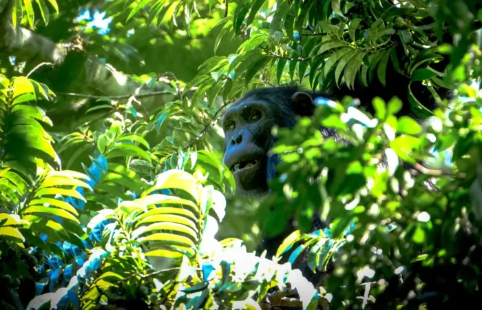 A gorilla looking out of a tree wondering about the national geographic social media strategy