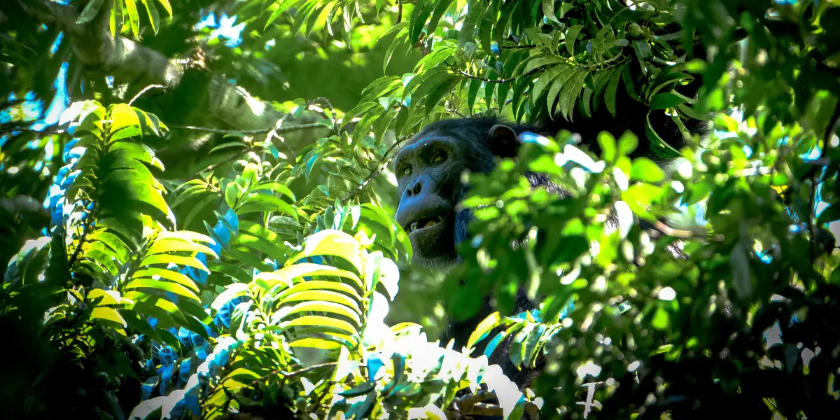 A gorilla looking out of a tree wondering about the national geographic social media strategy